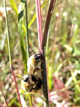 Image of Caupolicana electa (Cresson 1878)