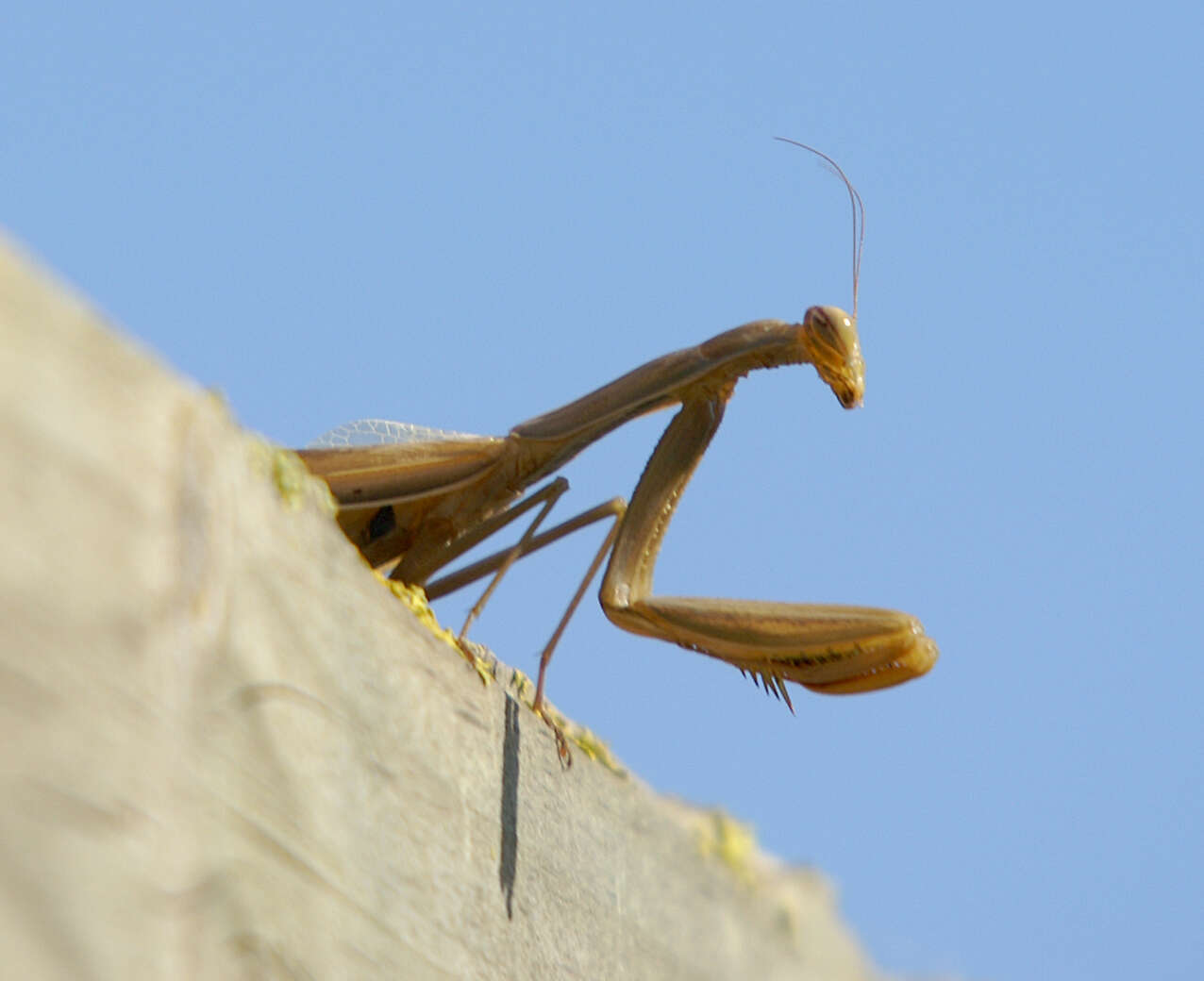 Image of Mantis