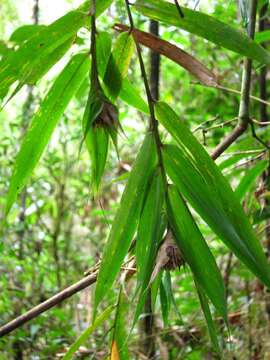 Image of Sokinochloa chapelieri (Munro) S. Dransf.