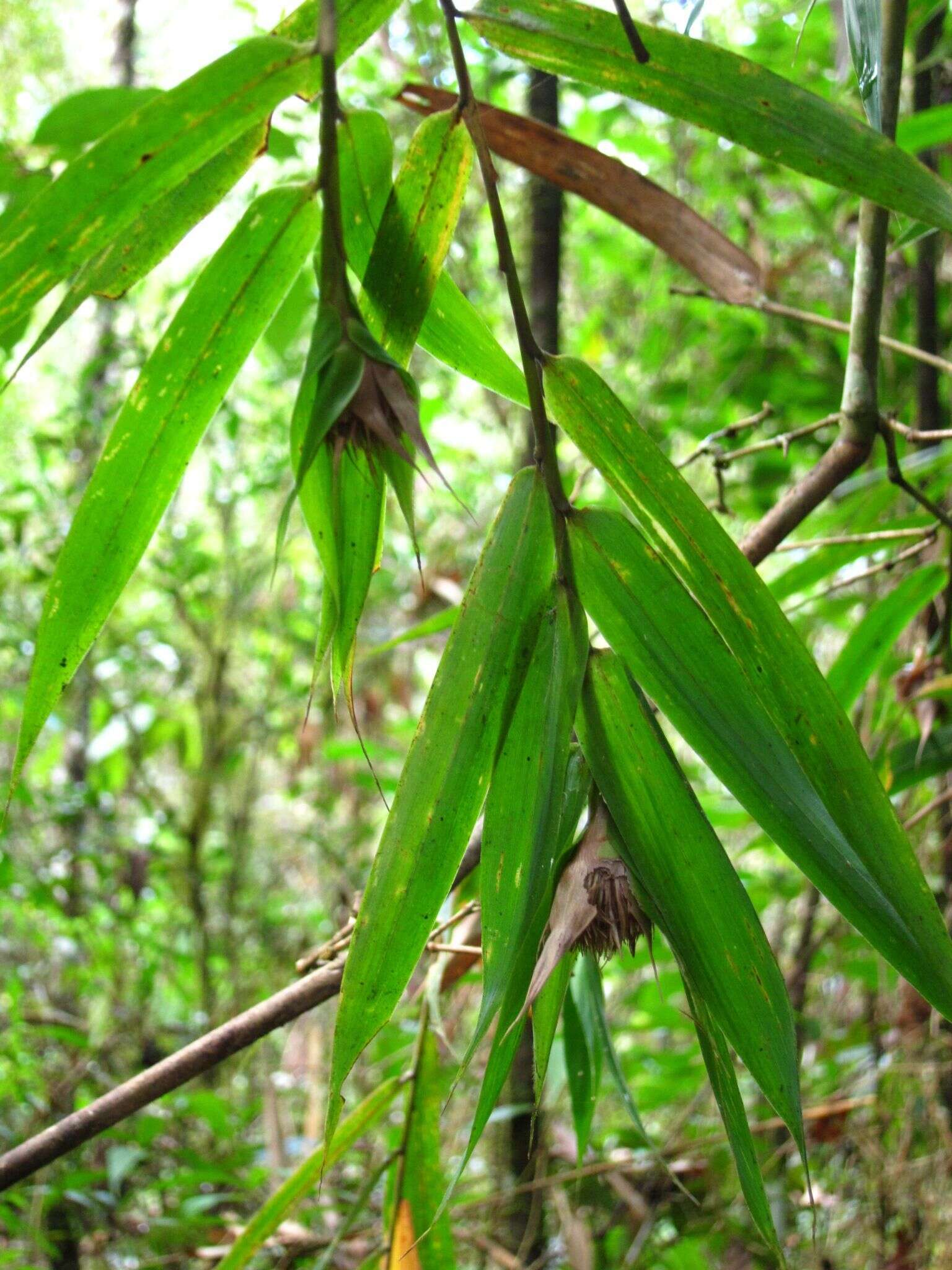 Plancia ëd Sokinochloa chapelieri (Munro) S. Dransf.