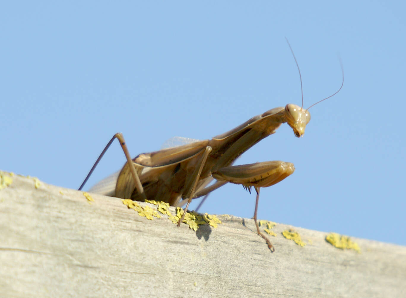 Image of Mantis