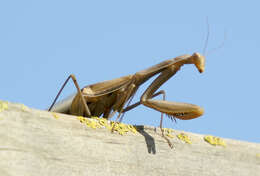 Image of Mantis