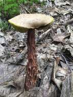 Image of Aureoboletus russellii (Frost) G. Wu & Zhu L. Yang 2016