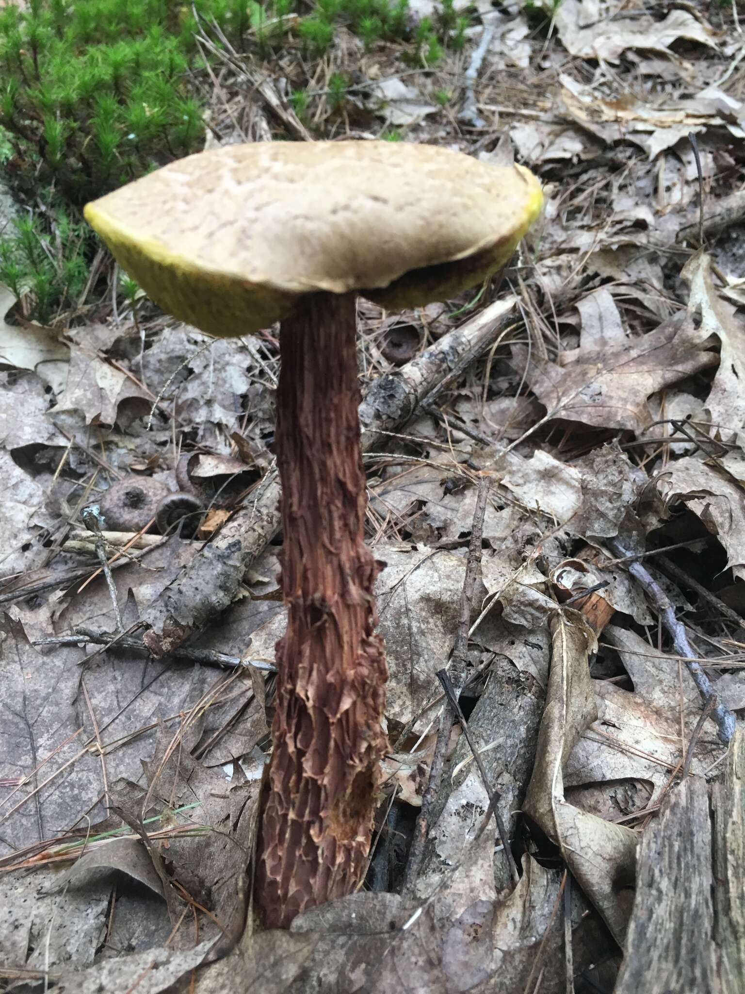 Sivun Aureoboletus russellii (Frost) G. Wu & Zhu L. Yang 2016 kuva