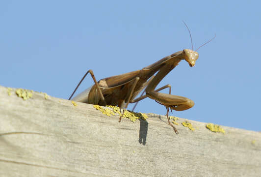 Image of Mantis