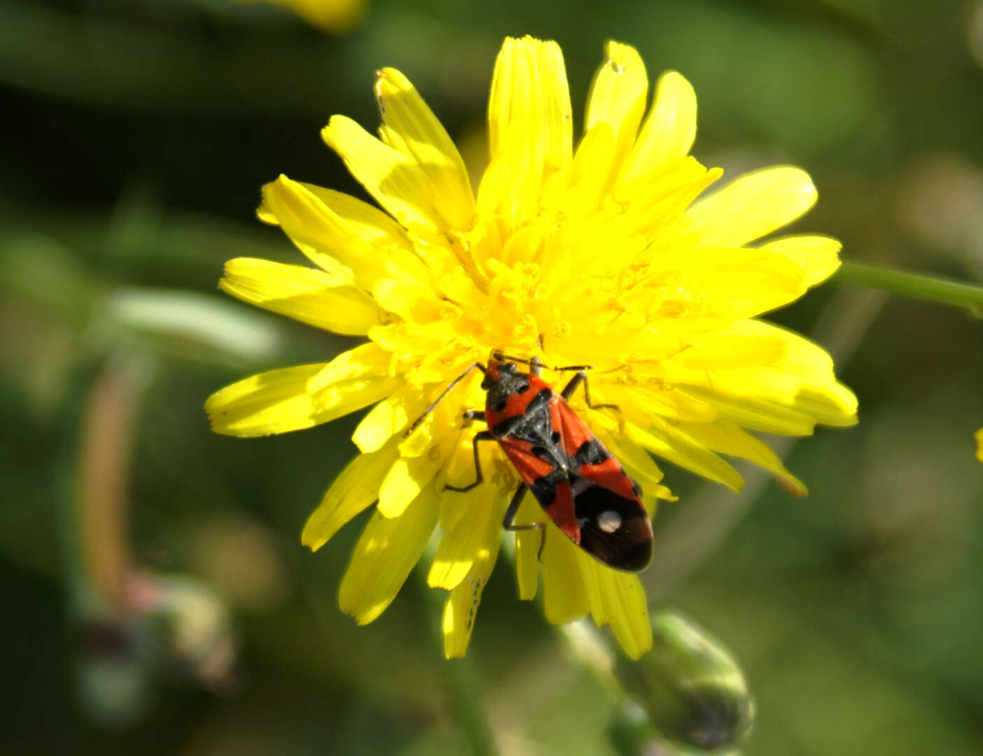 صورة Lygaeus equestris (Linnaeus & C. 1758)