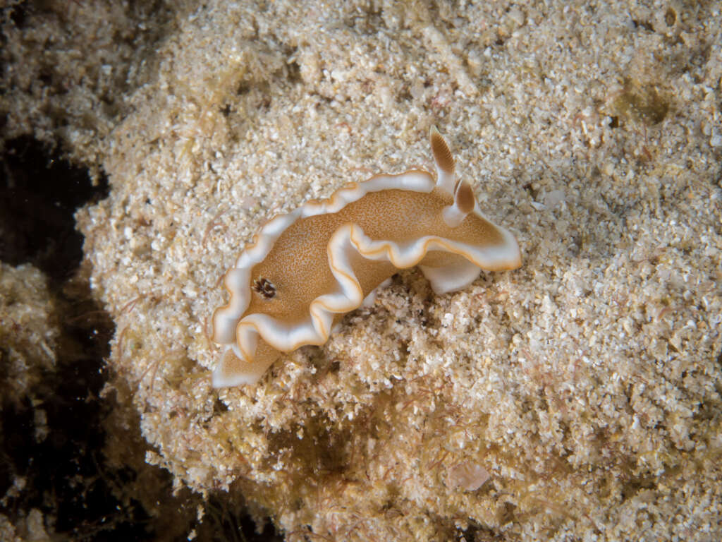 Image of Red-margined orange slug