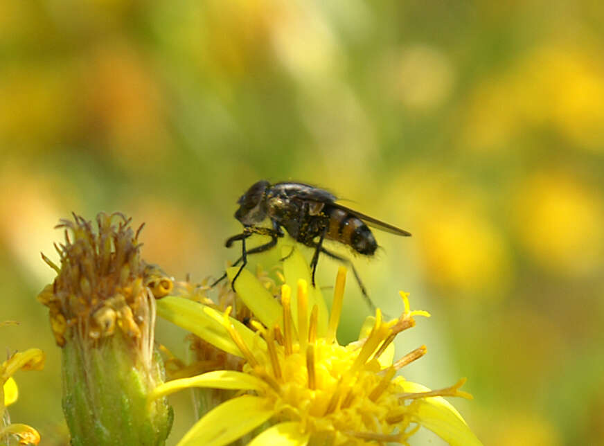 Stomorhina lunata (Fabricius 1805) resmi