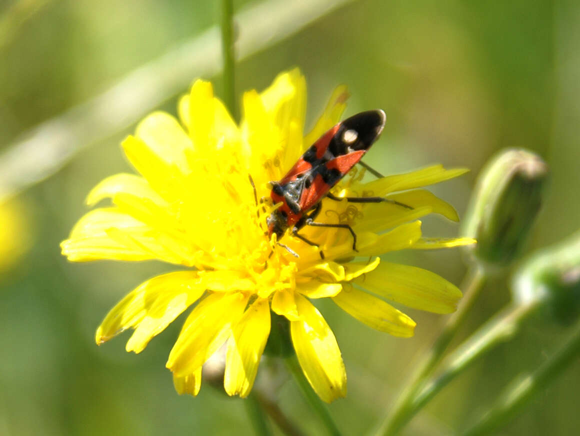 صورة Lygaeus equestris (Linnaeus & C. 1758)