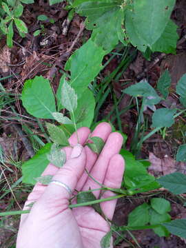 صورة Ligusticum canadense (L.) Britt.