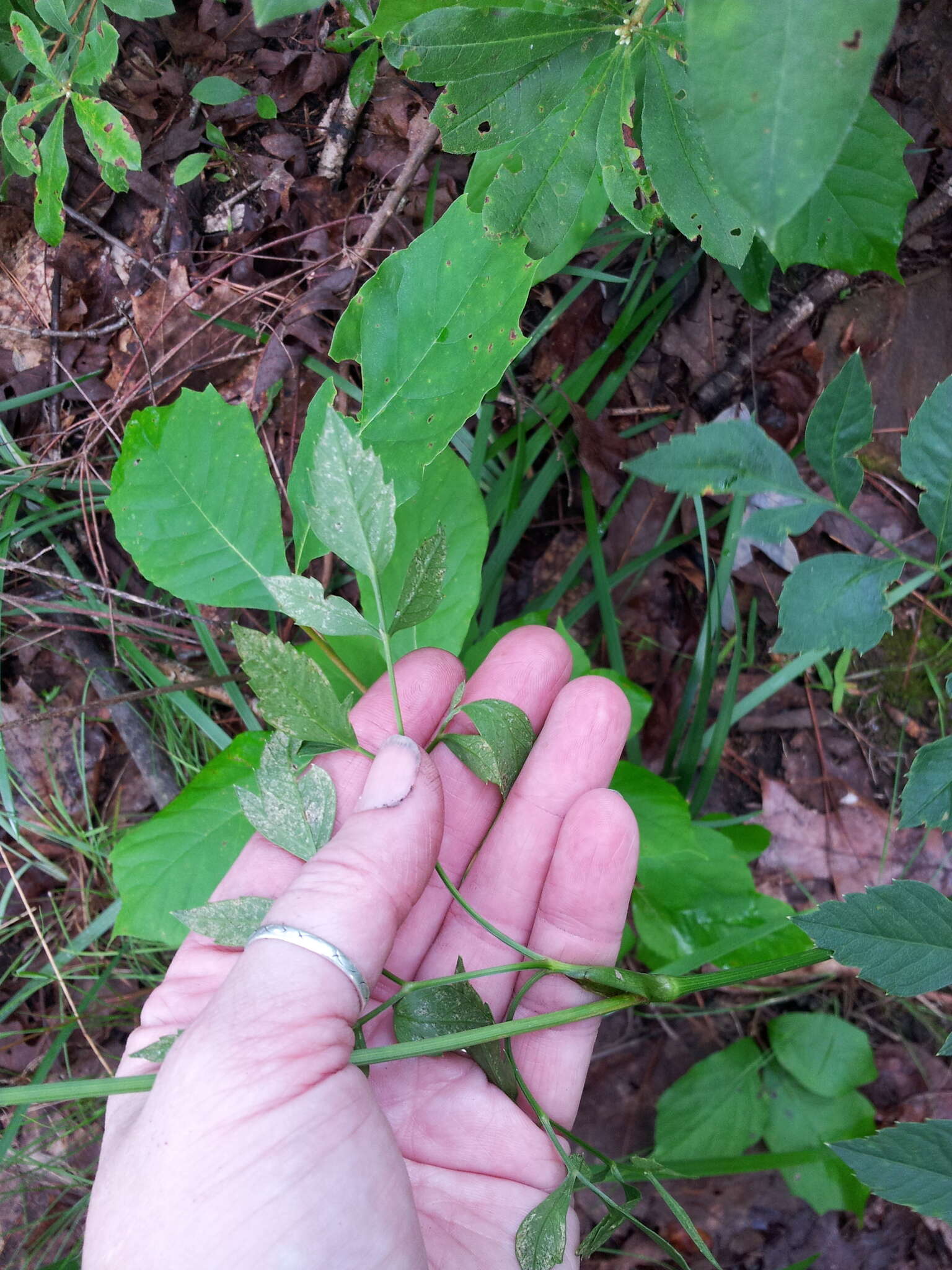 Image of Canadian Wild Lovage