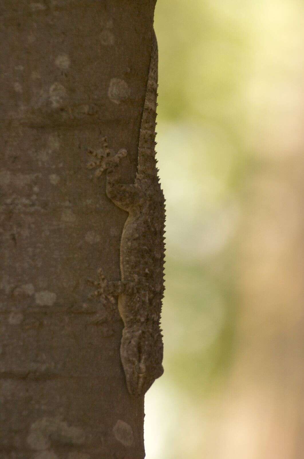 Image of Common Wall Gecko