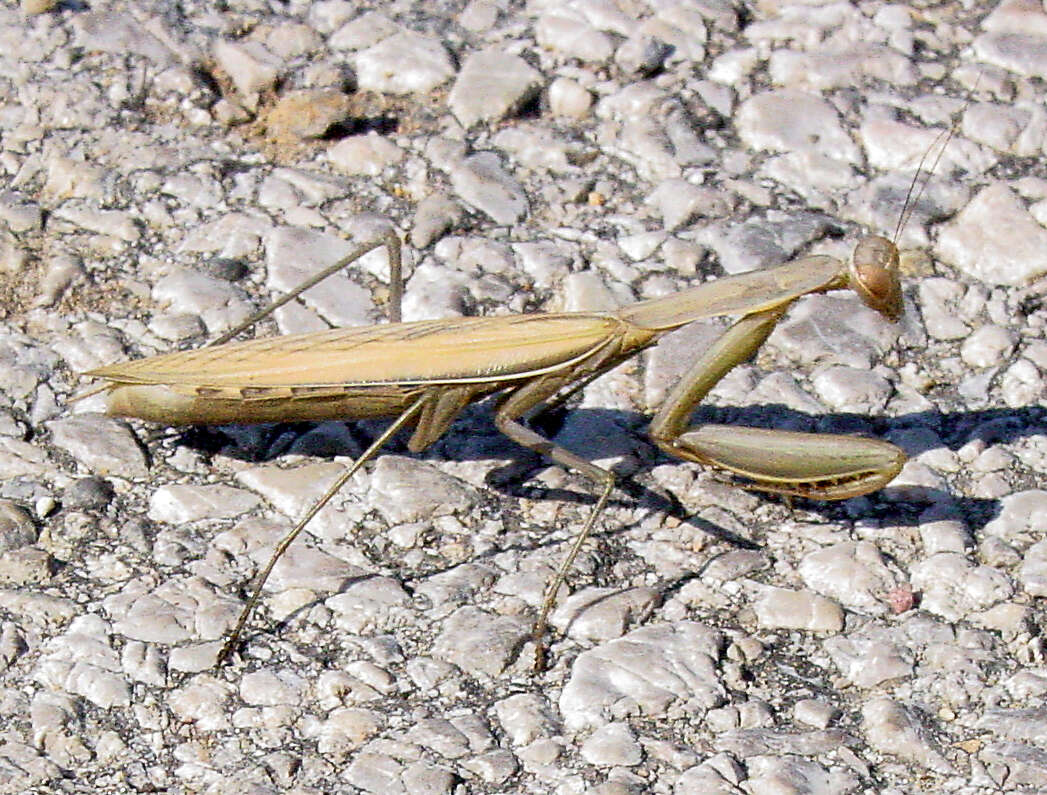 Image of Mantis