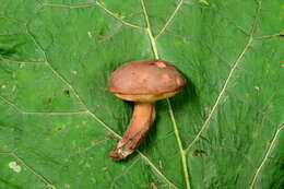 Imagem de Tylopilus ferrugineus (Frost) Singer 1947