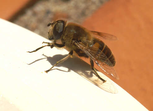 Image of drone fly