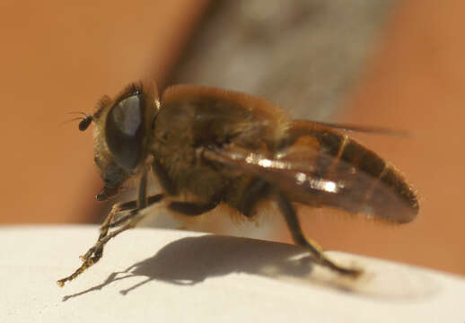 Image of drone fly