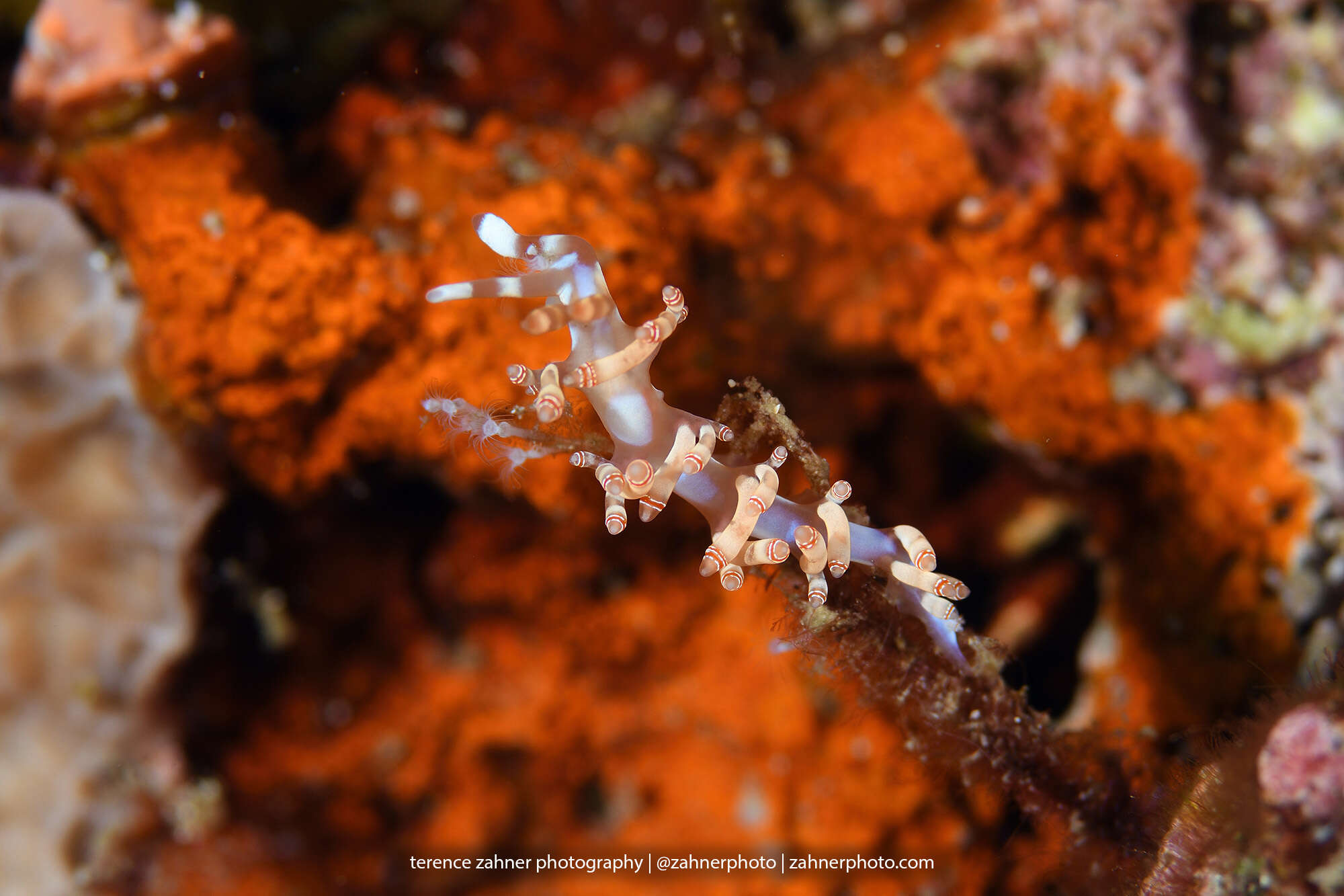 Image of Beautiful red-ring pastel slug