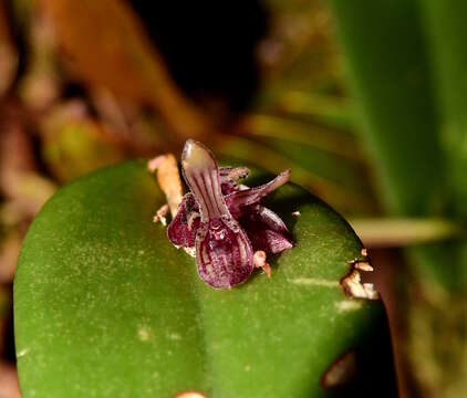 Image of hairy bonnet orchid