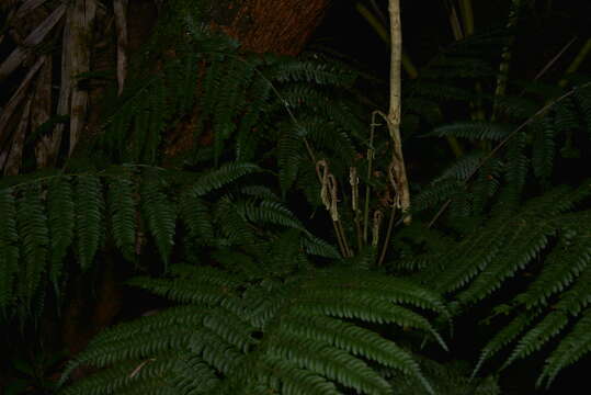 Image of Fijian Tree Fern