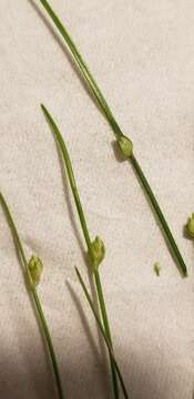 Imagem de Isolepis carinata Hook. & Arn. ex Torr.