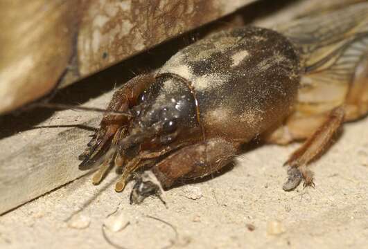 Image of European Mole Cricket