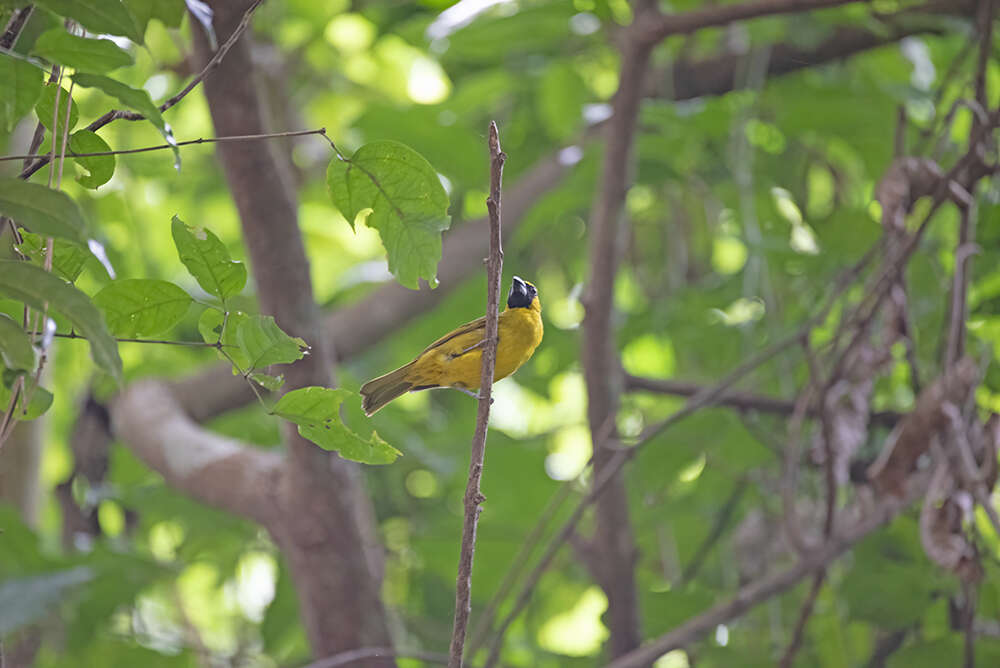 Plancia ëd Caryothraustes canadensis (Linnaeus 1766)