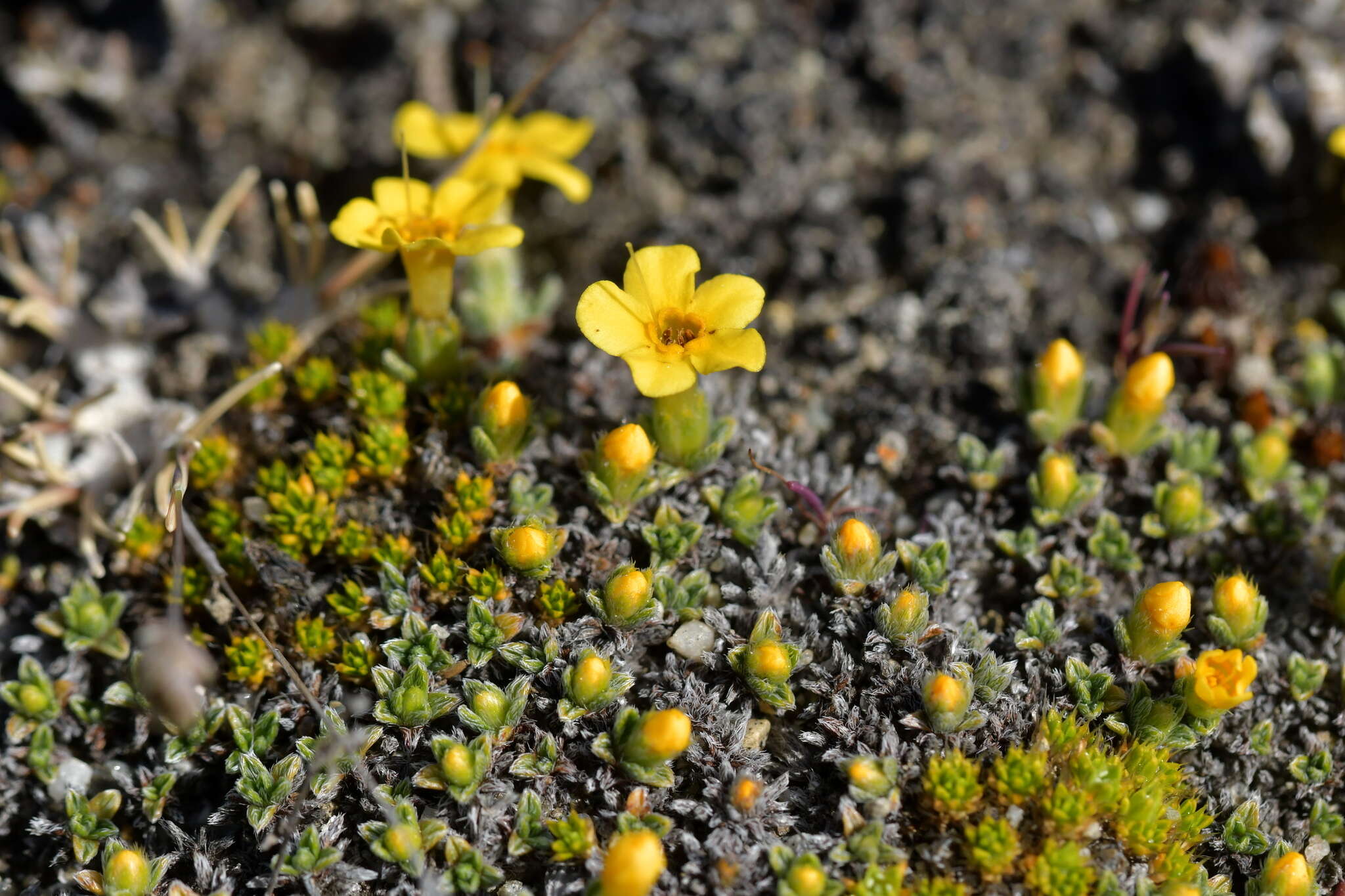 Imagem de Myosotis uniflora Hook. fil.