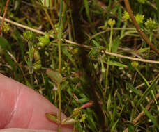 Image of Lindernia dubia var. anagallidea (Michx.) Cooperr.