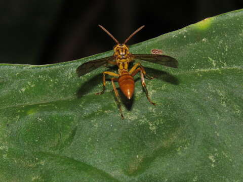 Image of Agelaia myrmecophila (Ducke 1905)