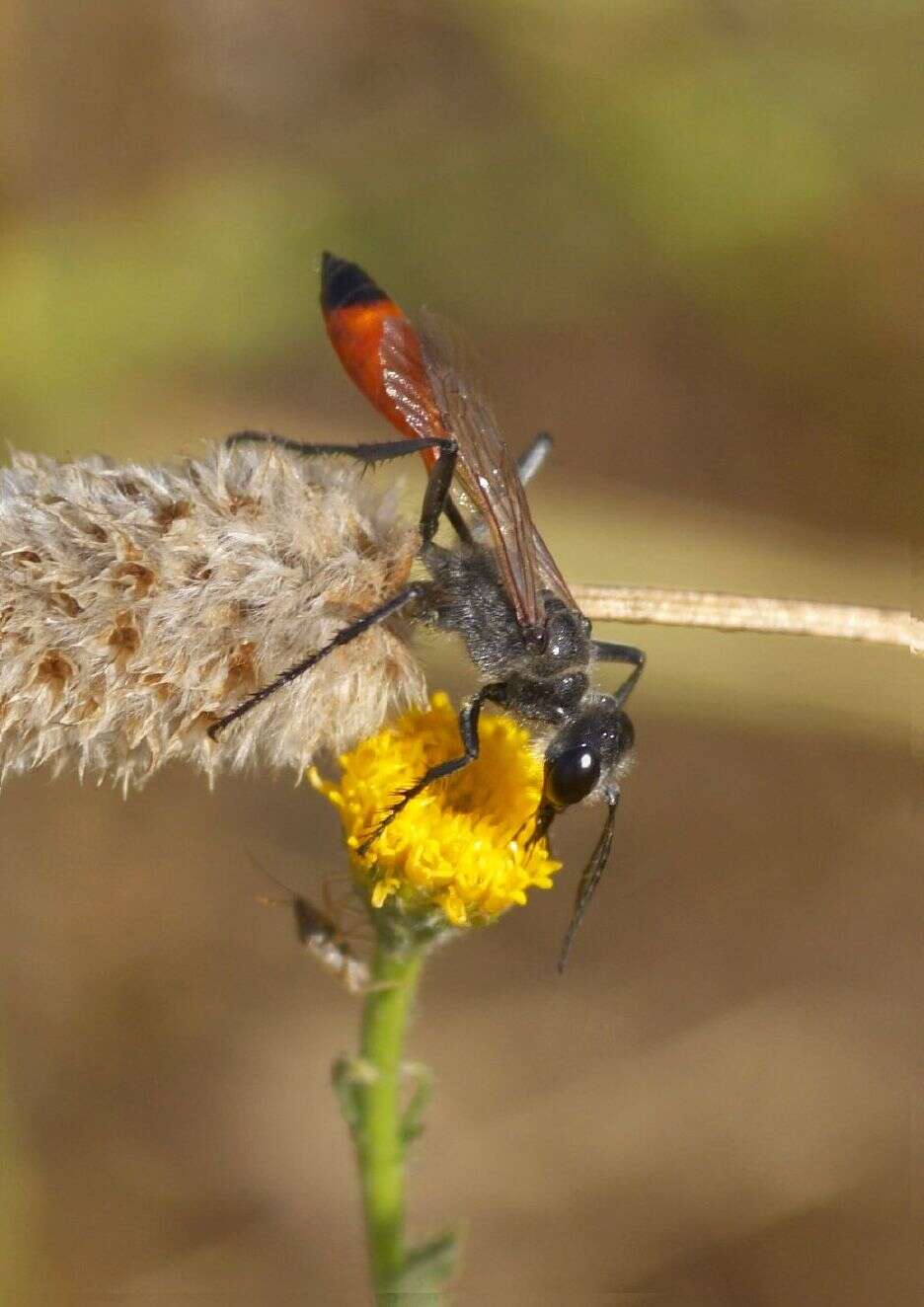 Image of Ammophila sabulosa (Linnaeus 1758)