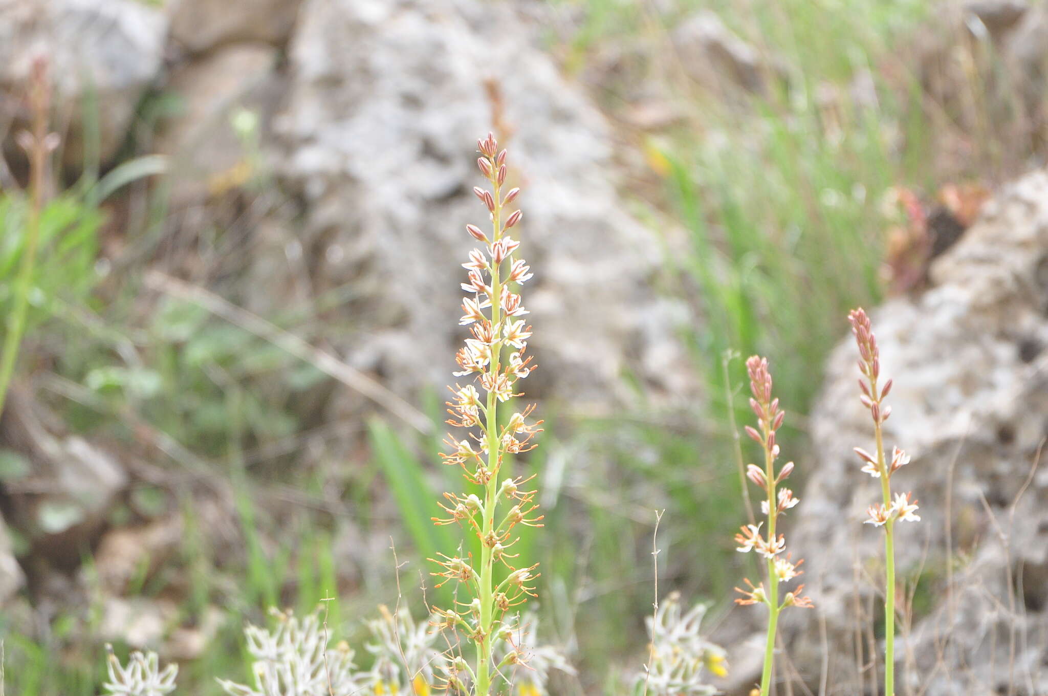 Image of Eremurus spectabilis M. Bieb.