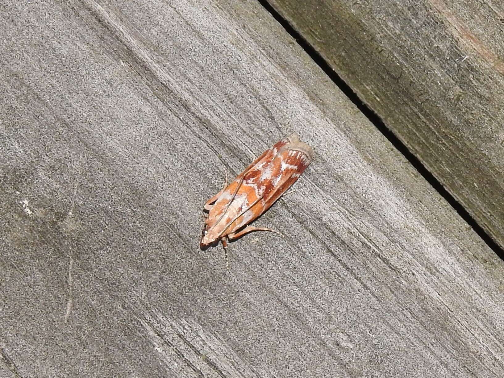 Image of Webbing Coneworm Moth