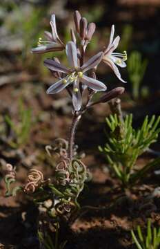 Слика од Trachyandra flexifolia (L. fil.) Kunth