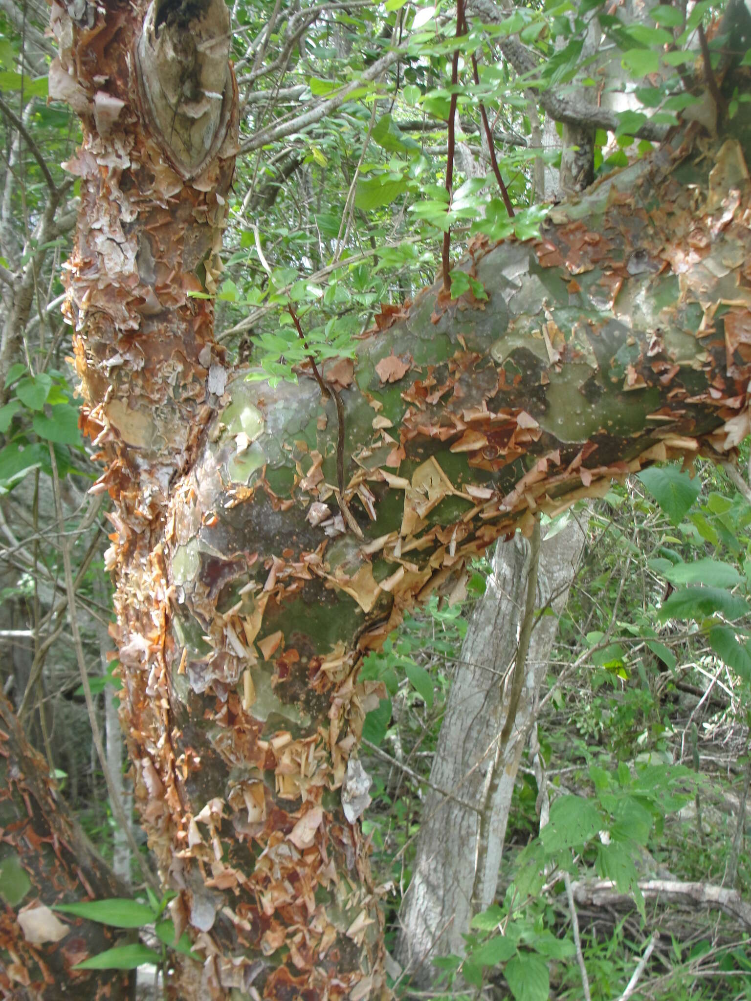 Image of Bursera leptophloeos Mart.