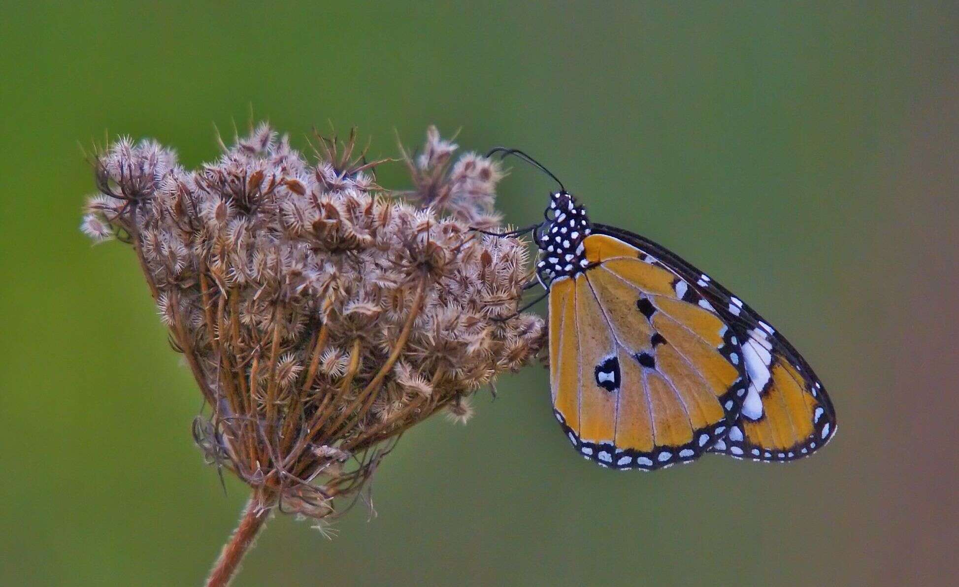 Image of Plain tiger