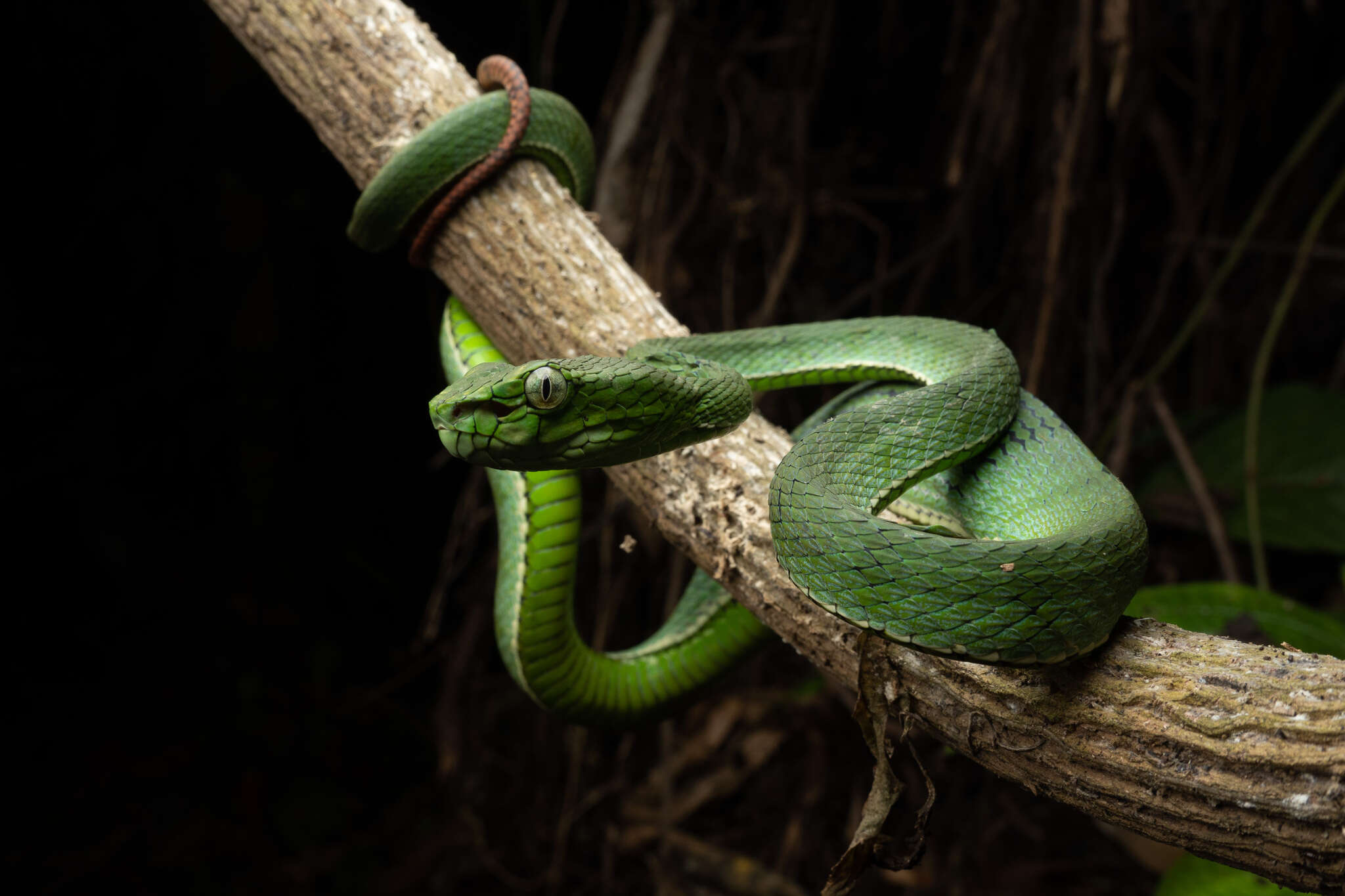 Image of Malcolm’s pitviper