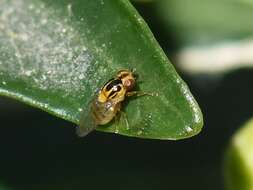 Image of Thaumatomyia notata (Meigen 1830)