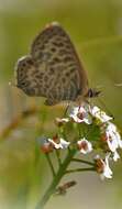 Image of Lang's Short-tailed Blue