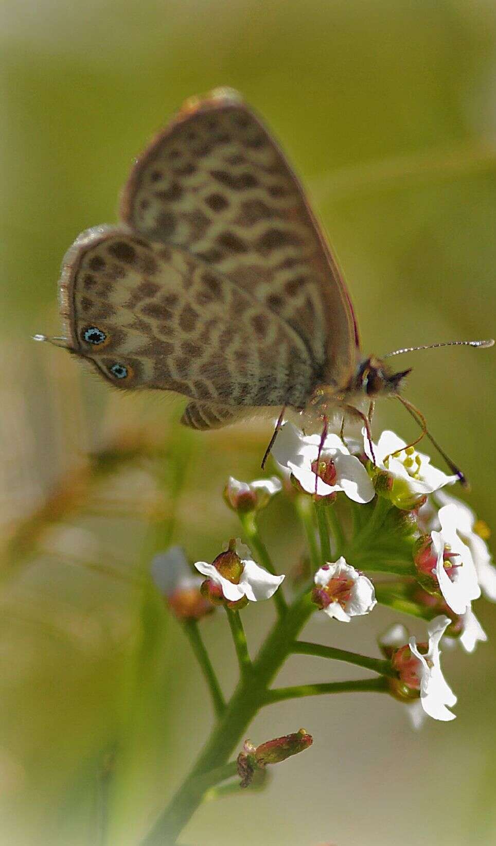 Image of Lang's Short-tailed Blue