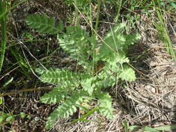 Tanacetum poteriifolium (Ledeb.) Grierson的圖片