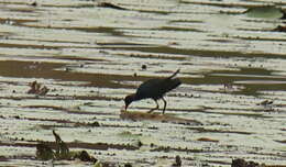 Image of Allen's Gallinule