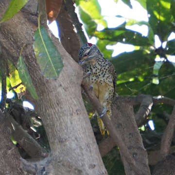 Image of Nubian Woodpecker