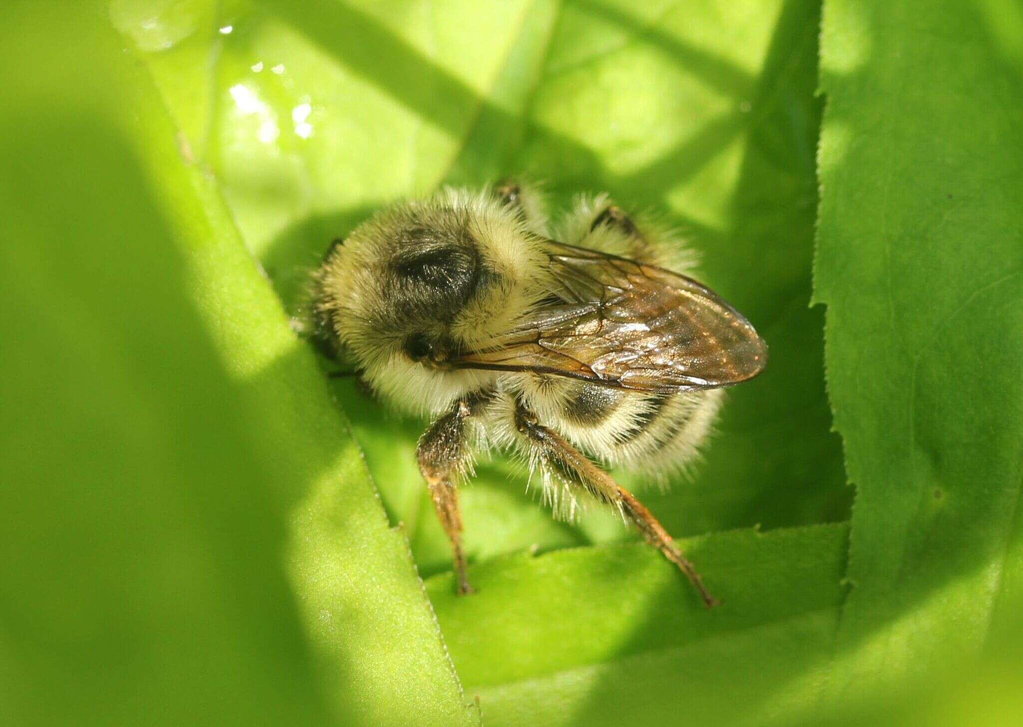 Image of Bombus deuteronymus Schulz 1906