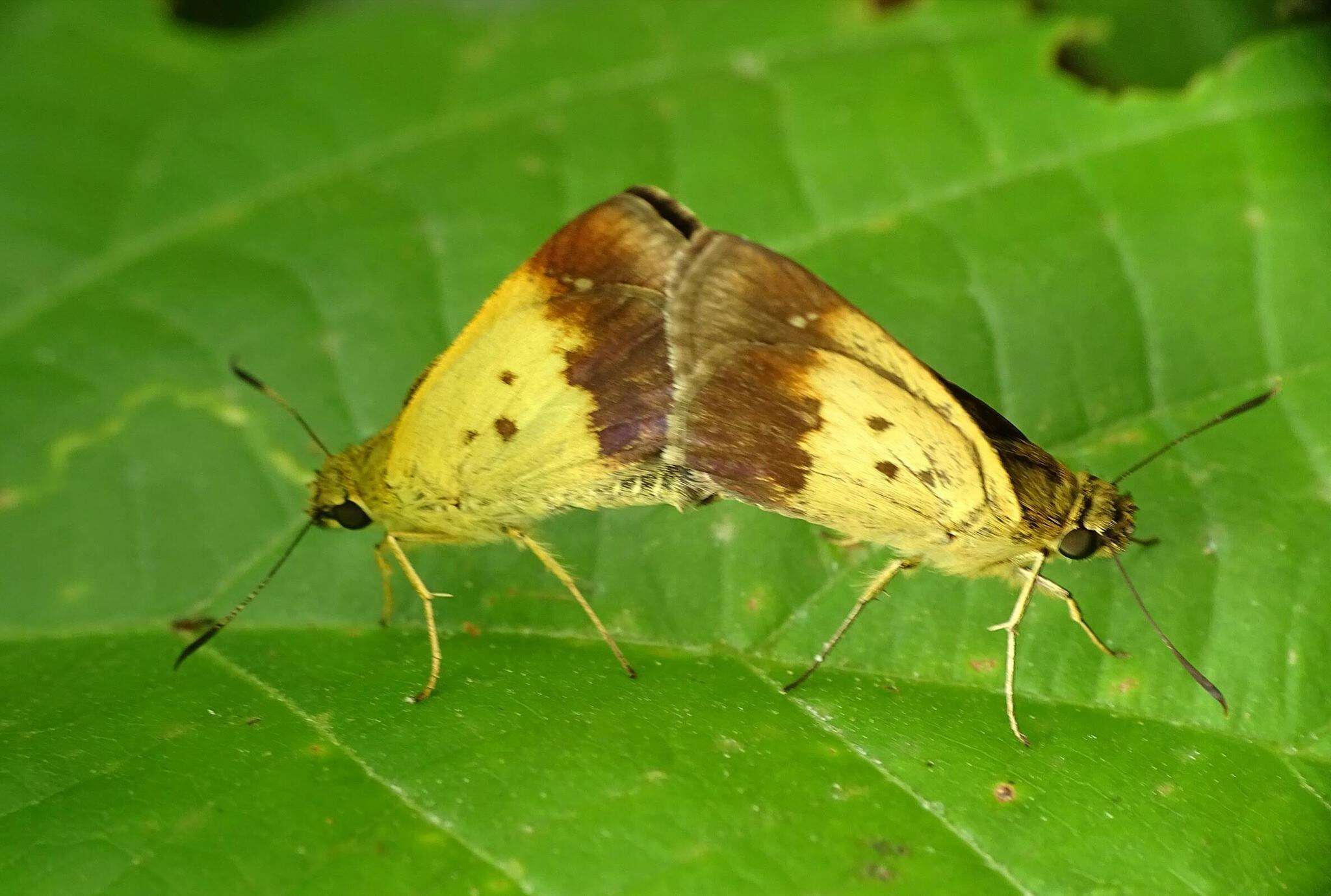 Image of Zographetus satwa De Nicéville 1884