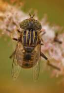 صورة Eristalinus aeneus (Scopoli 1763)