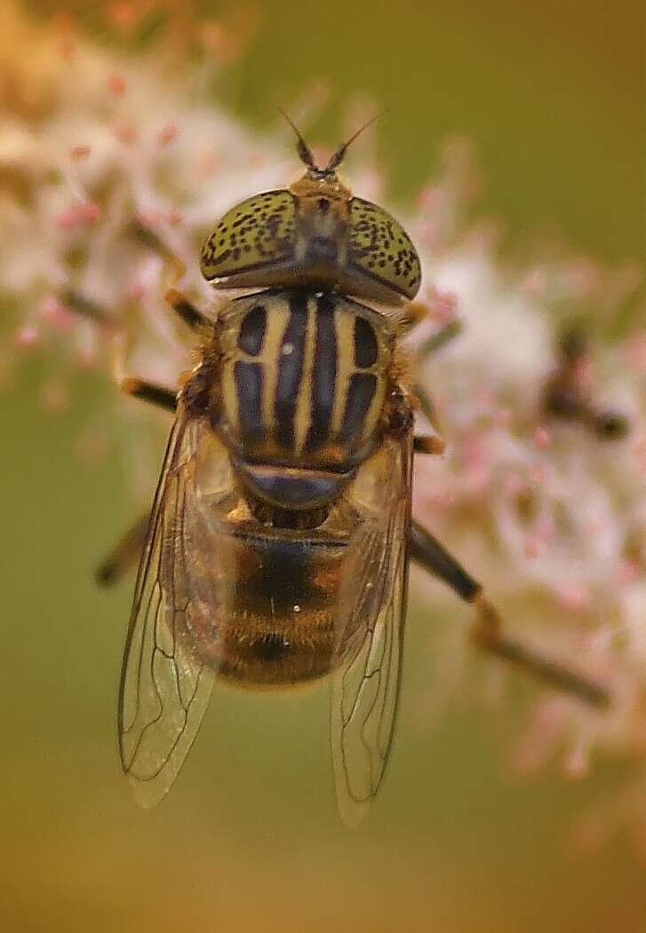 صورة Eristalinus aeneus (Scopoli 1763)