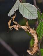 Image of giant stick insect