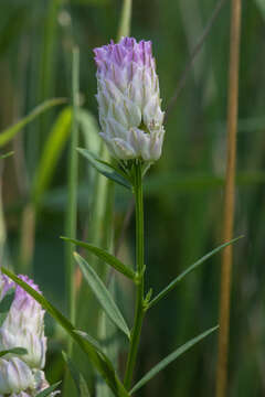 Image of blood milkwort