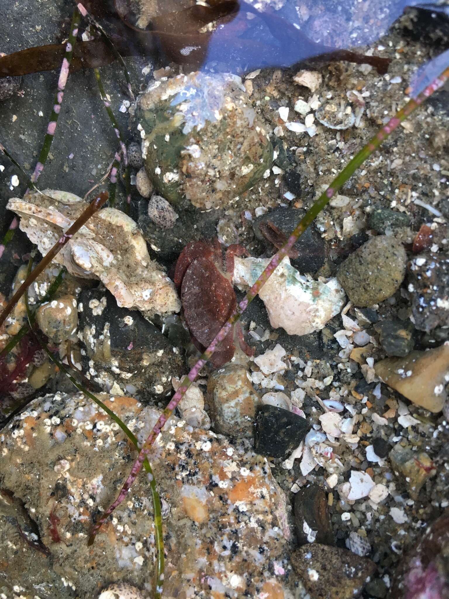 Image of ninetooth pebble crab