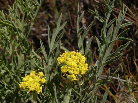 Слика од Lomatium tamanitchii Darrach & Thie